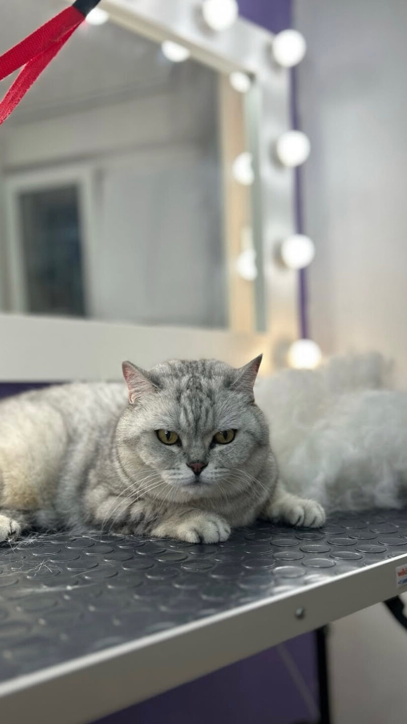 Экпресс линька кошек