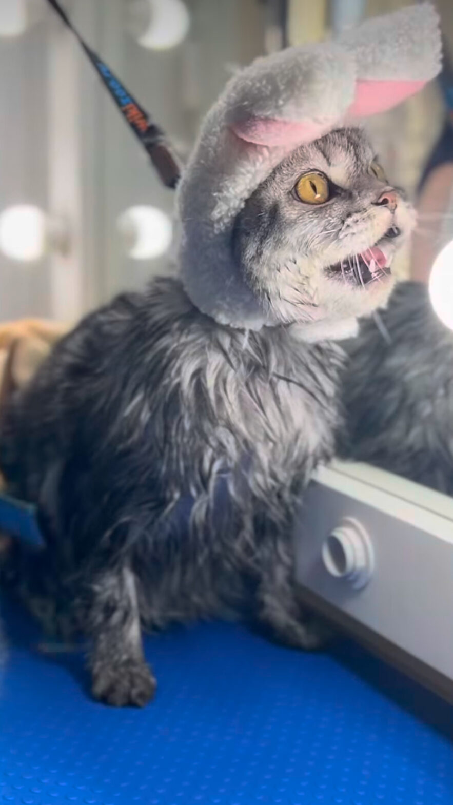 гигиенический комплекс кот