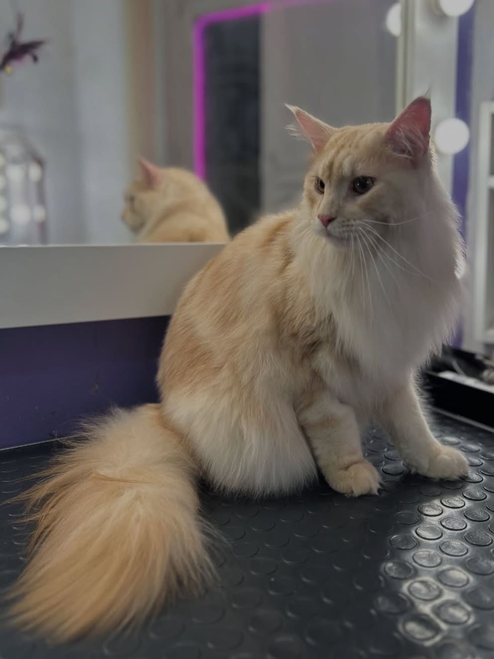 Груминг кота мейн-куна в LuxGroom