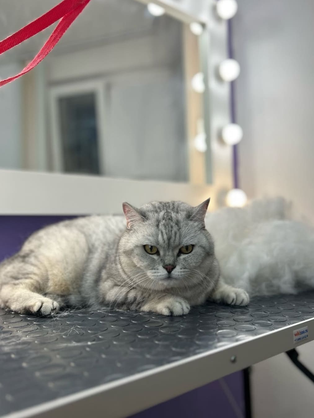 Экспресс-линька кошки без мытья в LuxGroom