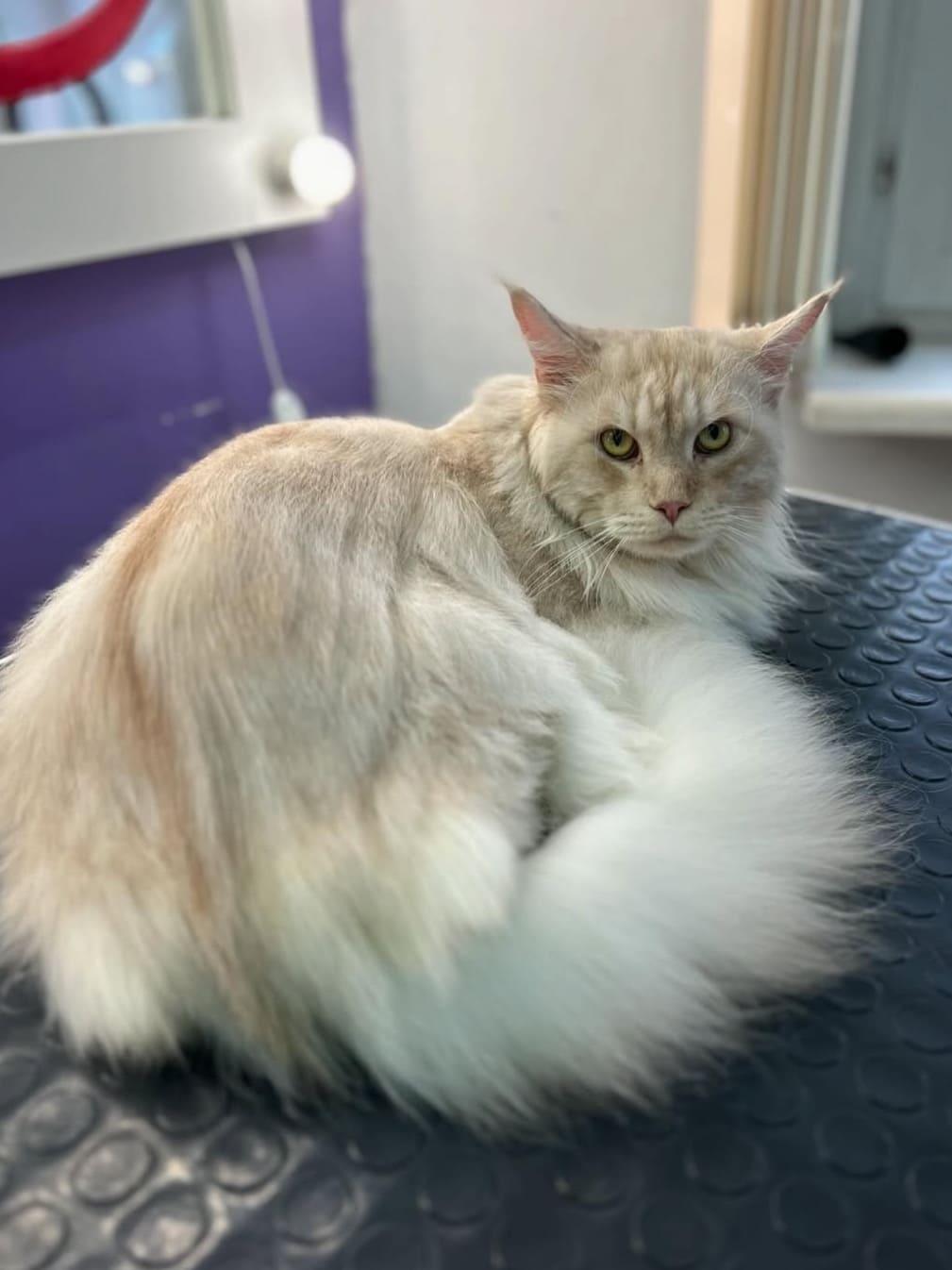 Груминг кота мейн-куна в LuxGroom