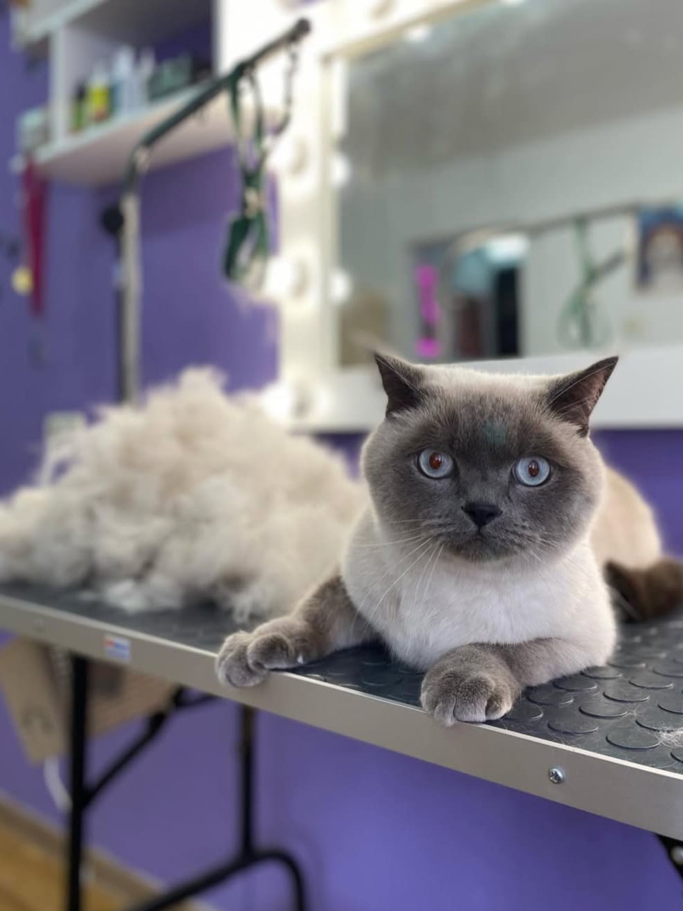 Экспресс-линька кошки в LuxGroom