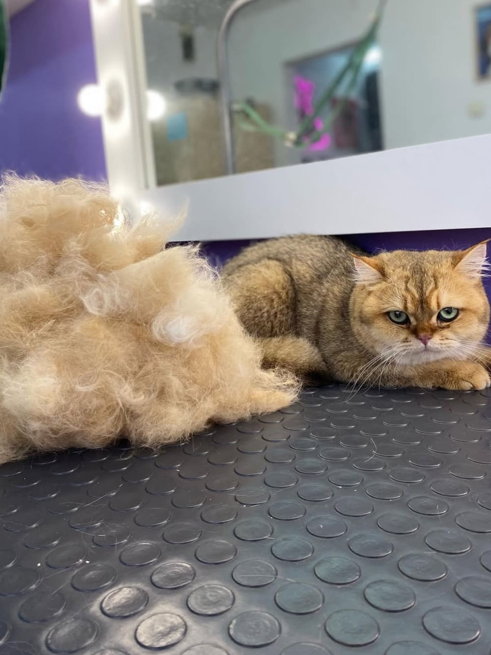Экспресс-линька кота без мытья в LuxGroom