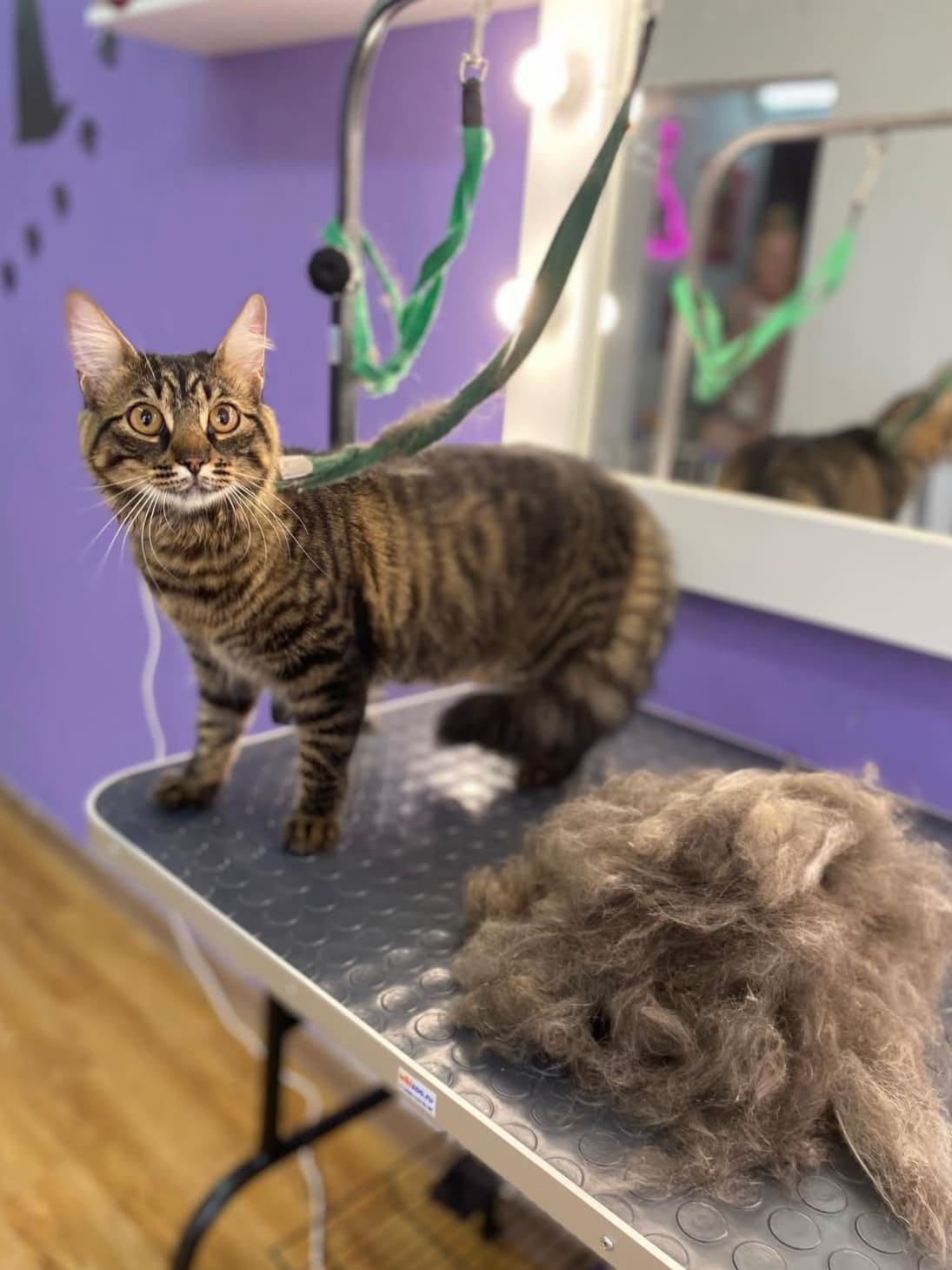 Груминг для кота в LuxGroom