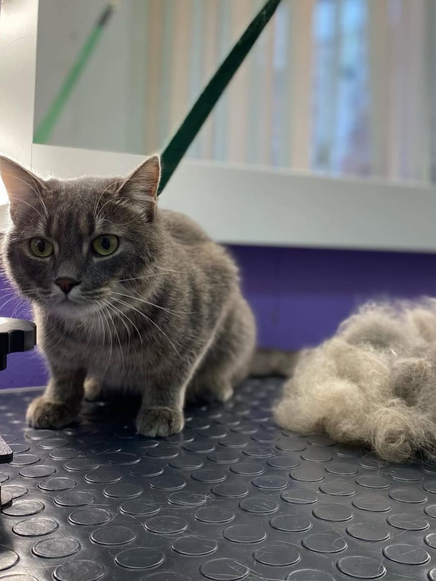 Экспресс-линька кота в LuxGroom