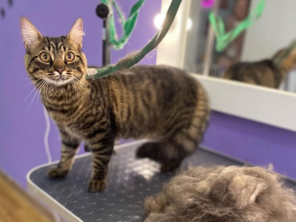 Груминг для кота в LuxGroom