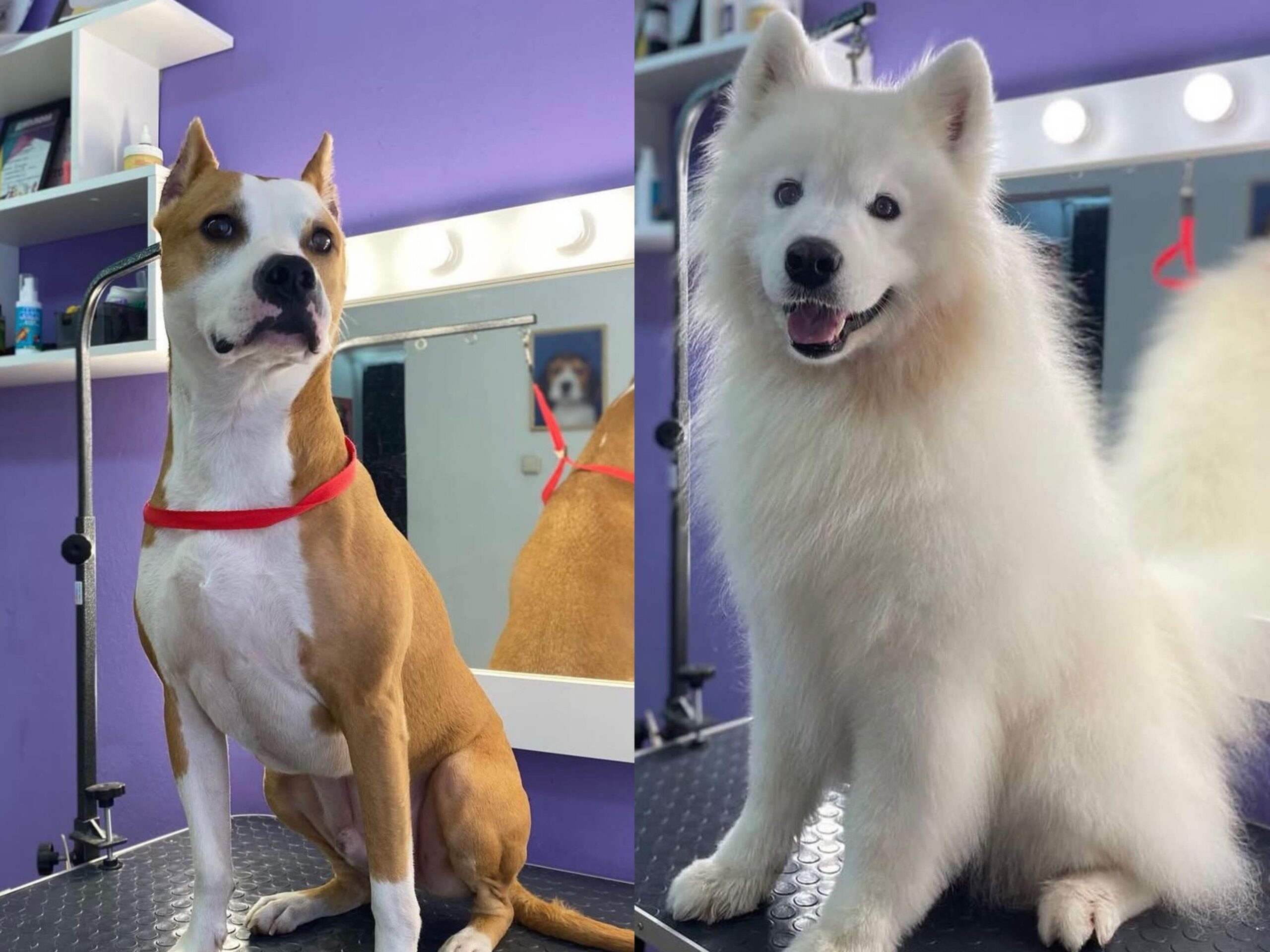 Груминг больших собак- экспресс-линька амстаффа и самоеда в Минске
