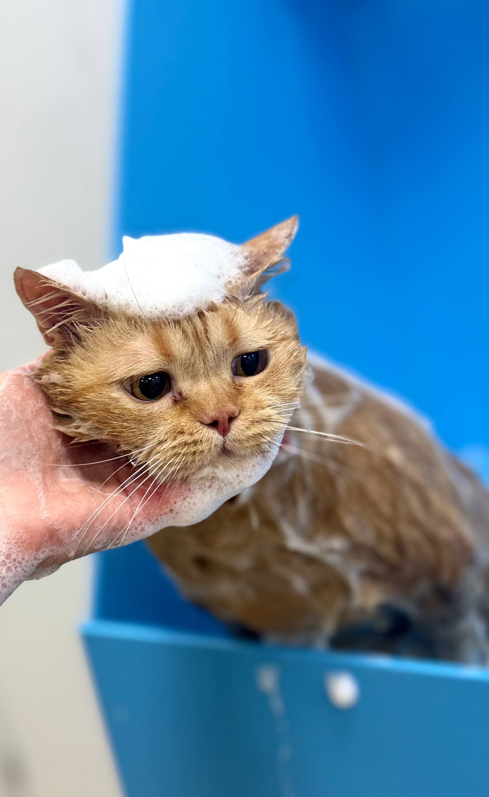 Полный комплекс груминга для кошек в салоне LuxGroom