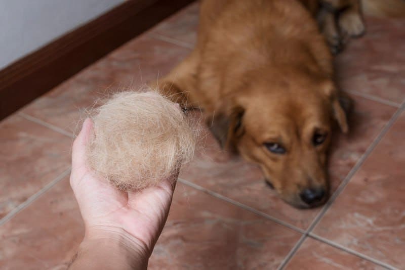 Собака сильно линяет круглый год: причины и что делать | LuxGroom
